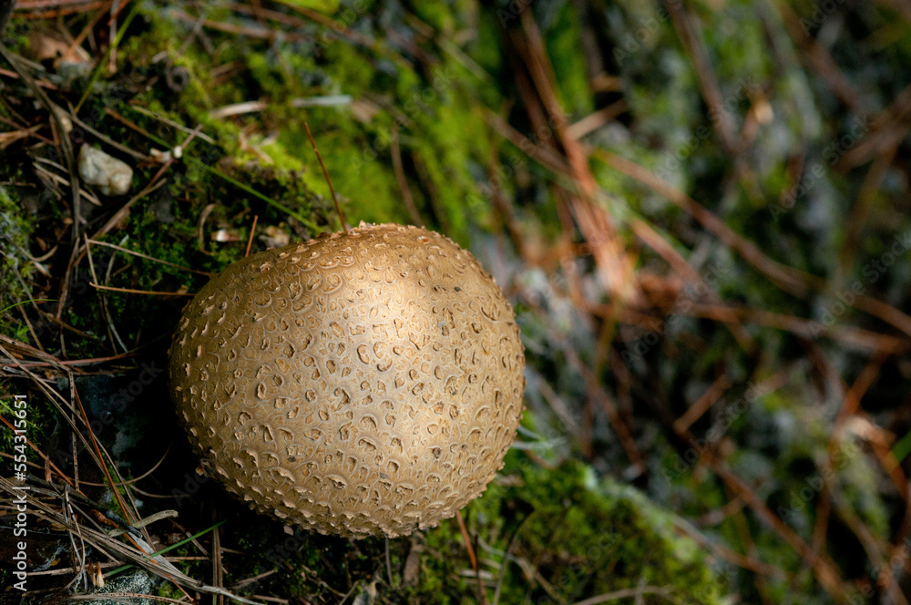 Close up of a pigskin poison puffball, Schleroderma citrinum, growing on the base of a tree.; Estabrook Woods, Concord, Massachusetts. Close up of a pigskin poison puffball, Schleroderma citrinum, growing on the base of a tree.; Estabrook Woods, Concord, Massachusetts.