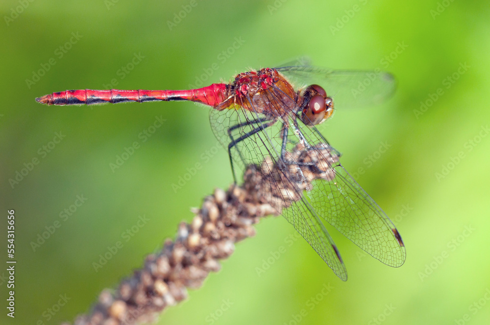 A male white-faced meadowhawk, Sympetrum obtrusum, on a flower stalk.; McClennen Park, Arlington, Massachusetts. A male white-faced meadowhawk, Sympetrum obtrusum, on a flower stalk.; McClennen Park, Arlington, Massachusetts.