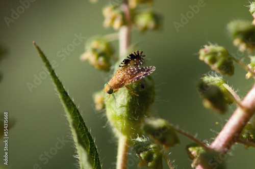 A festive fruit fly, Euaresta bella, on its host plant, giant ragweed.; McClennen Park, Arlington, Massachusetts. photo