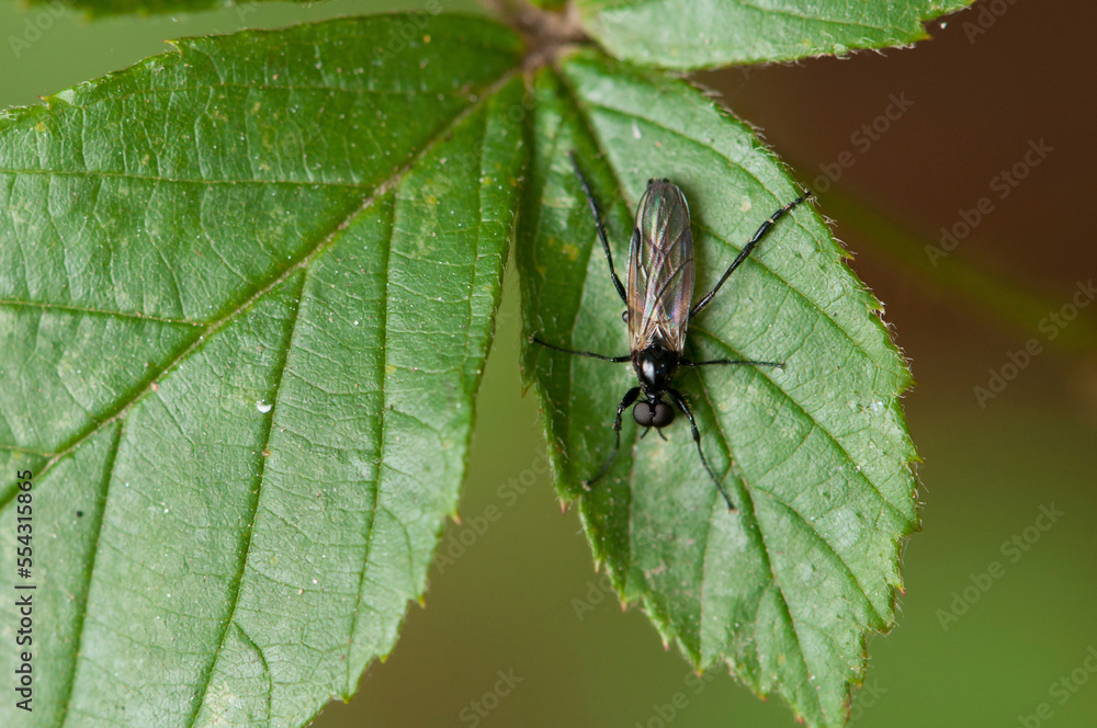 A male March fly, Penthetria heteroptera, in October.; Concord , Estabrook Woods , Massachusetts A male March fly, Penthetria heteroptera, in October.; Concord , Estabrook Woods , Massachusetts