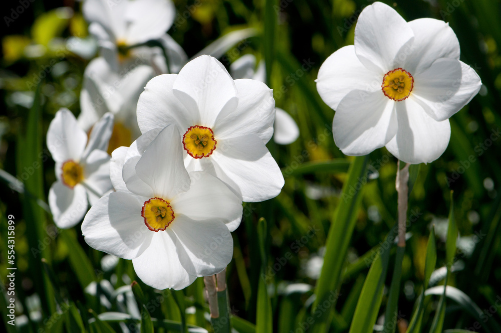 Closeup of a group of flowering Poet's daffodils in a garden.; Cambridge , Massachusetts Closeup of a group of flowering Poet's daffodils in a garden.; Cambridge , Massachusetts