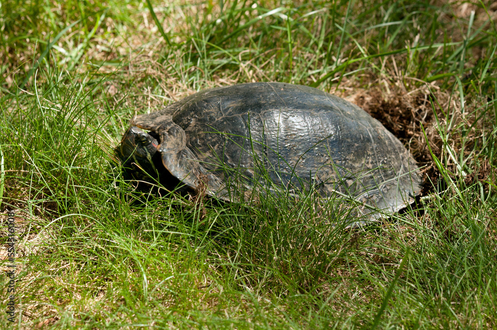 A large female Red-eared Slider laying eggs in a grassy area.; Winchester , Mystic Lakes , Massachusetts A large female Red-eared Slider laying eggs in a grassy area.; Winchester , Mystic Lakes , Massachusetts