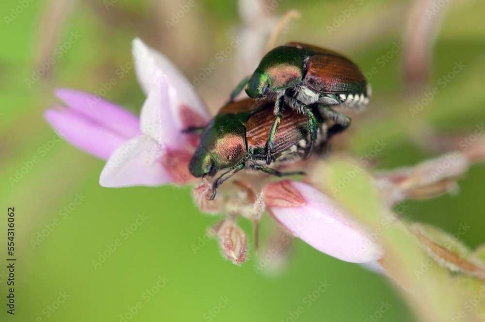 A mating pair of Japanese beetles, Popillia japonica, on Panicled tick-trefoil flowers.; Concord , Great Meadows National Wildlife , Massachusetts A mating pair of Japanese beetles, Popillia japonica, on Panicled tick-trefoil flowers.; Concord , Great Meadows National Wildlife , Massachusetts
