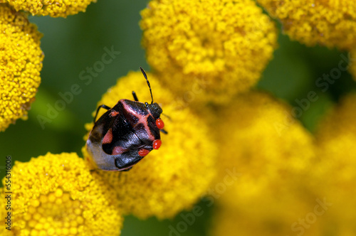 A mite-infested Twice-stabbed stink bug nymph walks across Tansy flowers.; Jamaica Plain, Massachusetts photo