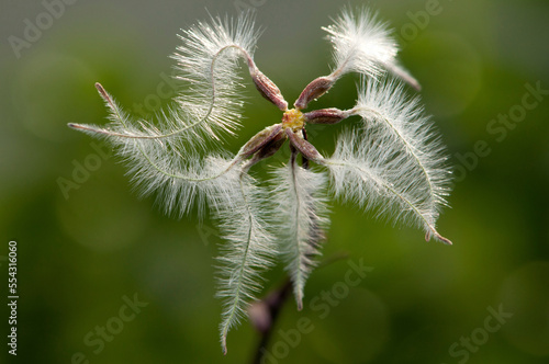 Feathery seeds of wild clematis, Clematis vitalba.; McClennen Park, Arlington, Massachusetts. photo