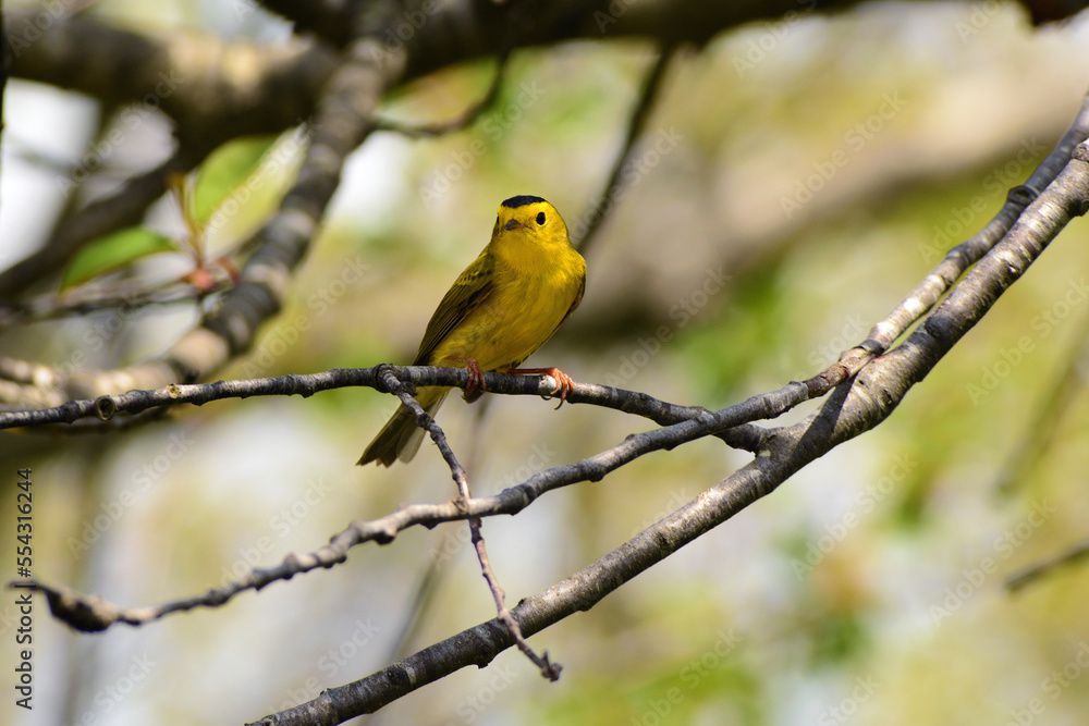 A male Wilson's warbler, Wilsonia pusilla, perching on a tree branch.; Parker River National Wildlife Refuge, Plum Island, Massachusetts. A male Wilson's warbler, Wilsonia pusilla, perching on a tree branch.; Parker River National Wildlife Refuge, Plum Island, Massachusetts.
