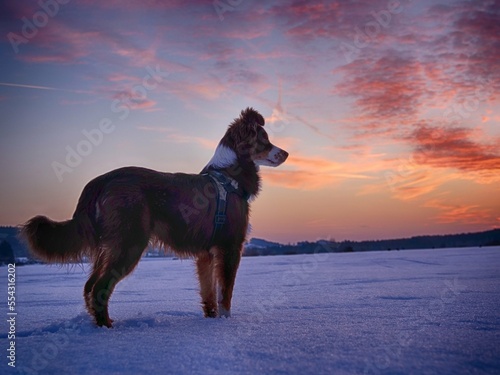Dog watch snowy winter sunset