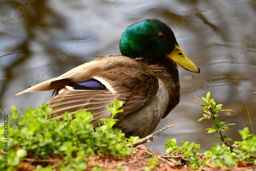 Portrait of a mallard drake, Anas platyrhynchos, near a pond.; Mount Auburn Lake, Cambridge, Massachusetts. photo