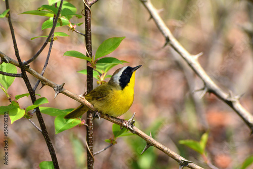 A male common yellowthroat warbler, Geothlypis trichas, perched on a thorny branch.; Parker River National Wildlife Refuge, Plum Island, Massachusetts. photo