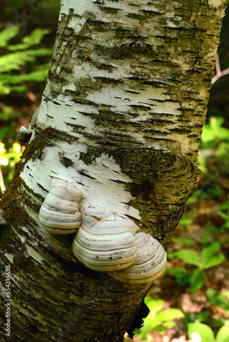 Birch polypore mushrooms, Piptoporus betulinus, growing on a paper birch tree trunk.; Kouchibouguac National Park, Kouchibouguac, New Brunswick, Canada. photo