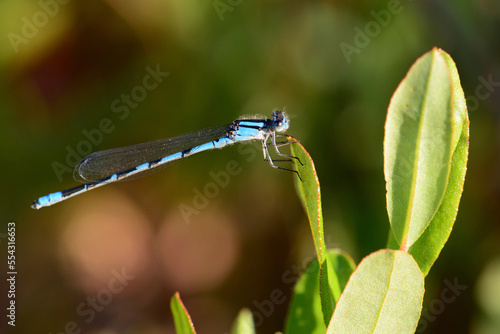 A bluet damselfly, Enallagma species, perched on a leaf.; Kouchibouguac National Park, Kouchibouguac, New Brunswick, Canada.