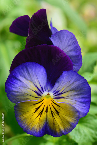 Close up of a pair of pansy flowers.; Wellesley, Massachusetts. photo