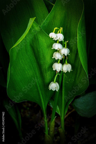 Extreme close-up of Lily of the Valley (Convallaria majalis) flowers and leaves; Calgary, Alberta, Canada photo