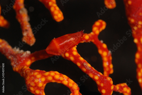 An Ovulid snail, Dentiovula sp, mimics a type of gorgonian soft coral.; Derawan Island, Borneo, Indonesia. photo