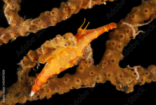 A spindle cowry, Phenacovolva, parasitizes a soft coral.; Derawan Island, Borneo, Indonesia. photo