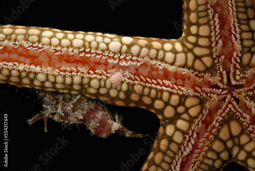 A  pink snail, Thyca nardoafrianti, and a mantis shrimp on a seastar.; Derawan Island, Borneo, Indonesia. photo