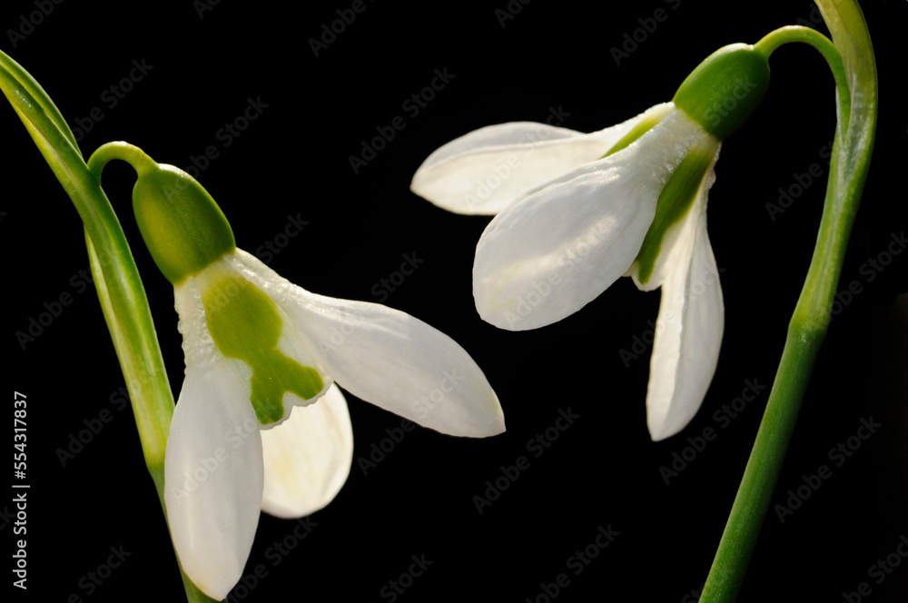 Close up of two snowdrop flowers, Galanthus species.; Lexington, Massachusetts. Close up of two snowdrop flowers, Galanthus species.; Lexington, Massachusetts.