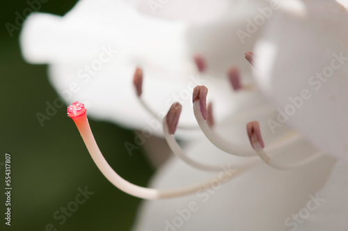 Close up of the pink stigma of a rhododendron flower in springtime.; Brewster, Massachusetts. photo