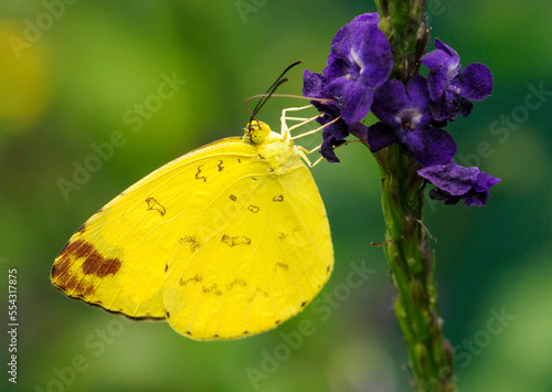 A sulphur butterfly searching for nectar in purple flowers.; Westford, Massachusetts. photo
