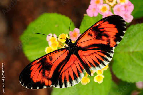 A Heliconius butterfly drinking nectar from lantana flowers.; Westford, Massachusetts. photo