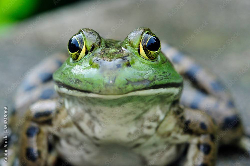 Portrait of a young bullfrog, Lithobates catebeianus.; Beverly, Massachusetts. Portrait of a young bullfrog, Lithobates catebeianus.; Beverly, Massachusetts.