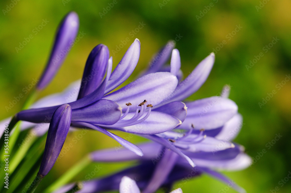Close up of a cluster of purple flowers.; Brewster, Cape Cod, Massachusetts. Close up of a cluster of purple flowers.; Brewster, Cape Cod, Massachusetts.