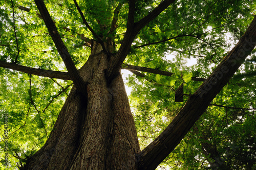 View up the trunk of a dawn redwood, Metasequoia glyptostroboides.; Cambridge, Massachusetts. photo