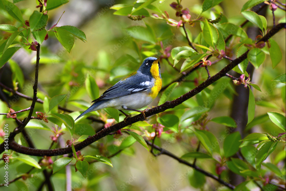 A northern parula warbler, Setophaga americana, perched on a branch.; Parker River National Wildlife Refuge, Plum Island, Massachusetts. A northern parula warbler, Setophaga americana, perched on a branch.; Parker River National Wildlife Refuge, Plum Island, Massachusetts.
