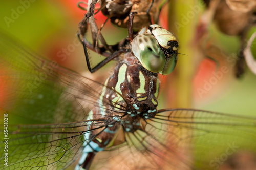 Close up portrait of a male green striped darner dragonfly, Aeshna verticalis.; Garden in the Woods, Framingham, Massachusetts. photo