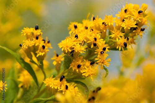 Goldenrod flowers covered with Shining Flower Beetles.; Arlington , McClennen Park , Massachusetts photo