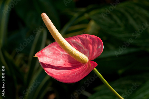 Close up of an anthurium inflorescence.; Wellesley, Massachusetts.