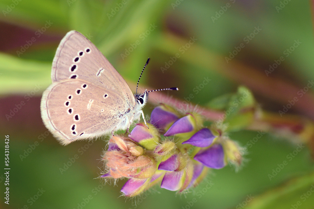 A silvery blue butterfly, Glaucopsyche lygdamus, checks out lupine flower buds.; Maine. A silvery blue butterfly, Glaucopsyche lygdamus, checks out lupine flower buds.; Maine.