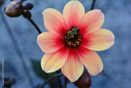 Close up of a dahlia flower with a bumblebee.; Belmont, Massachusetts, USA. photo