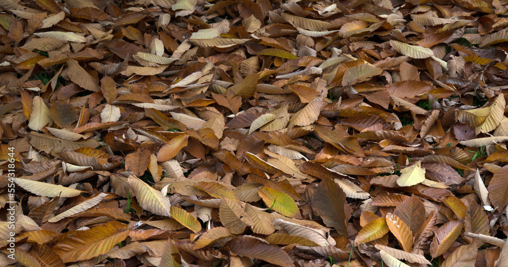 Yellow autumn leaves lie on the grass Yellow autumn leaves lie on the grass