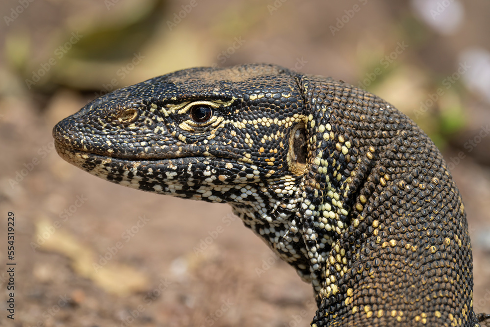 Close-up of Nile monitor (Varanus niloticus) head in sunshine in Chobe National Park; Botswana Close-up of Nile monitor (Varanus niloticus) head in sunshine in Chobe National Park; Botswana