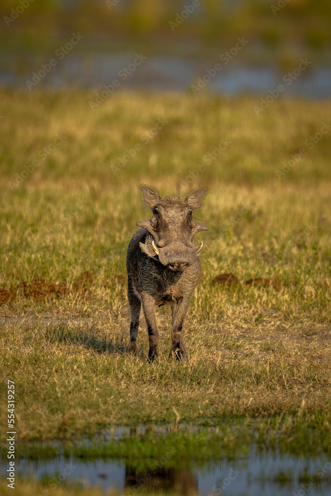 Common warthog (Phacochoerus africanus) stands facing camera by river in Chobe National Park; Botswana Common warthog (Phacochoerus africanus) stands facing camera by river in Chobe National Park; Botswana