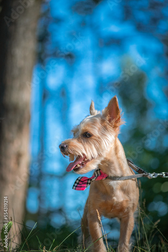 Beautiful thoroughbred Yorkshire terrier on a walk in the summer forest. © shymar27