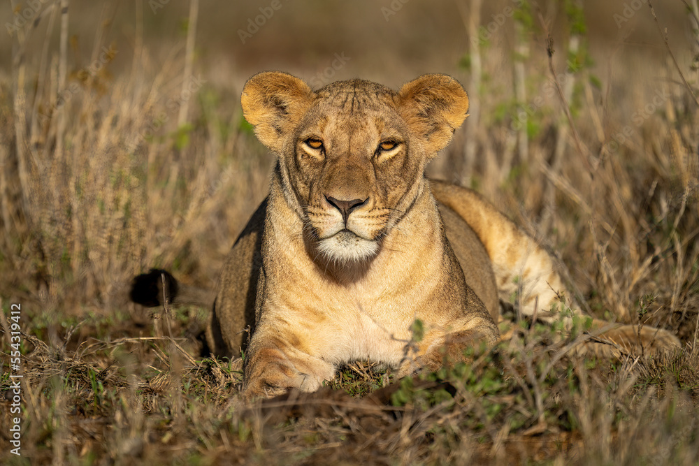 Lioness (Pathera leo) lies among leafy plants facing forward; Kenya Lioness (Pathera leo) lies among leafy plants facing forward; Kenya