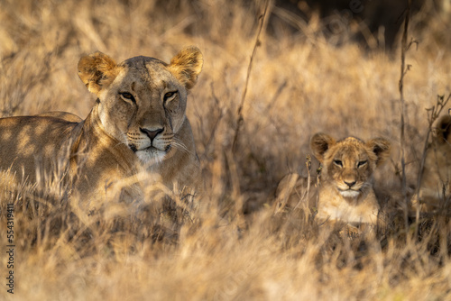 Lioness (Pathera leo) lies with cub in dappled sunshine; Kenya photo