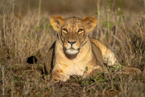 Lioness (Pathera leo) lies among leafy plants facing forward; Kenya photo