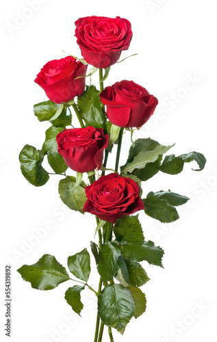 Fototapeta Naklejka Na Ścianę i Meble -  beautiful close-up red roseon transparent background. png file