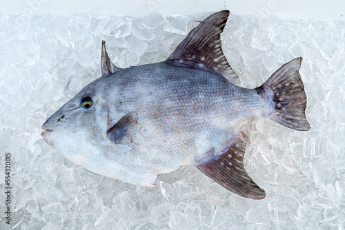 A Gray Triggerfish (Balistes capriscus) on ice after being caught by a fisherman in Florida, USA. photo