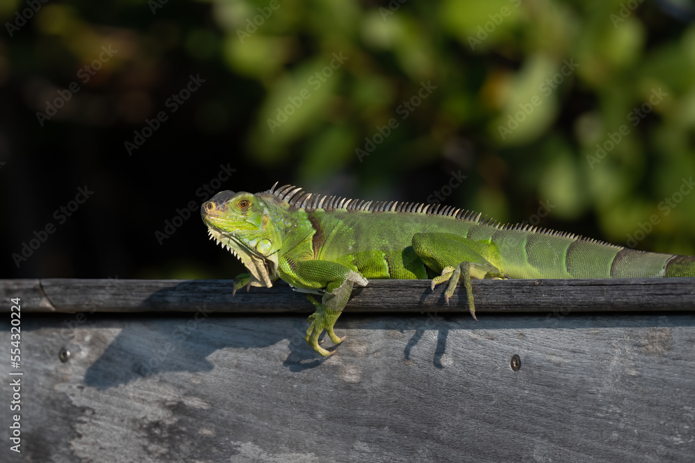 Fototapeta premium A Green Iguana (Iguana iguana), an invasive species in the Florida Keys, USA.