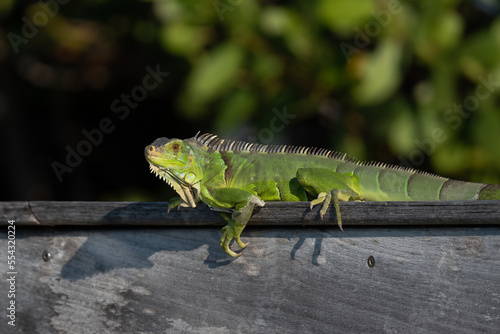 Wallpaper Mural A Green Iguana (Iguana iguana), an invasive species in the Florida Keys, USA. Torontodigital.ca