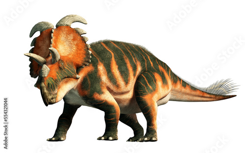 Albertaceratops is an extinct dinosaur that lived in Cretaceous era Canada. Part of the same family as triceratops  it was recognized by long brow horns and bony nose ridge. 3D Rendering.