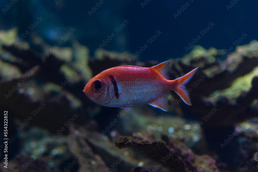 Stone or soldier lampfish, Myripristis jacobus, red and silver in color swimming on a reef