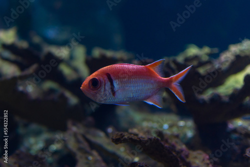 Fototapeta Naklejka Na Ścianę i Meble -  Stone or soldier lampfish, Myripristis jacobus, red and silver in color swimming on a reef