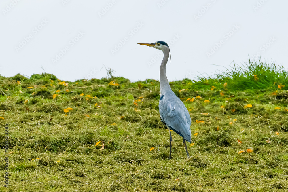 Fototapeta premium Heron standing on mown green grass on slope