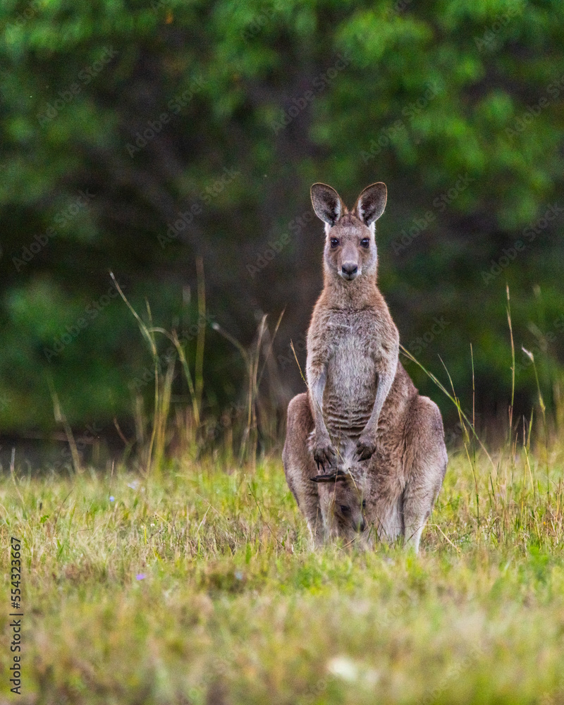Mother & joey in the pouch wild Kangaroos seen in bush, outback area of Queensland at sunset. 