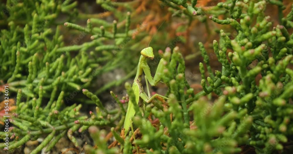 Close up of European mantis or Mantis religiosa in the grass Close up of European mantis or Mantis religiosa in the grass